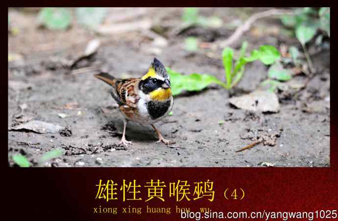 雄性黄喉鹀（4）