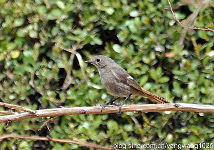 再拍北红尾鸲 再拍北红尾鸲