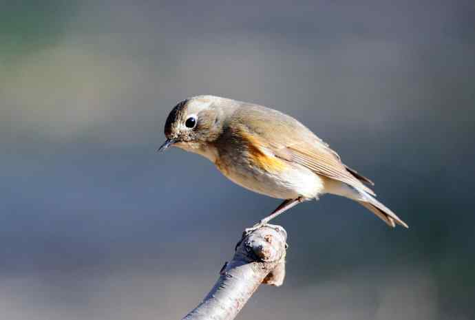 雌性红胁蓝尾鸲（41）