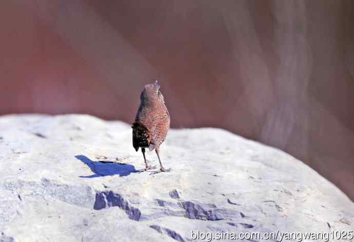 石缝中钻出的鹪鹩