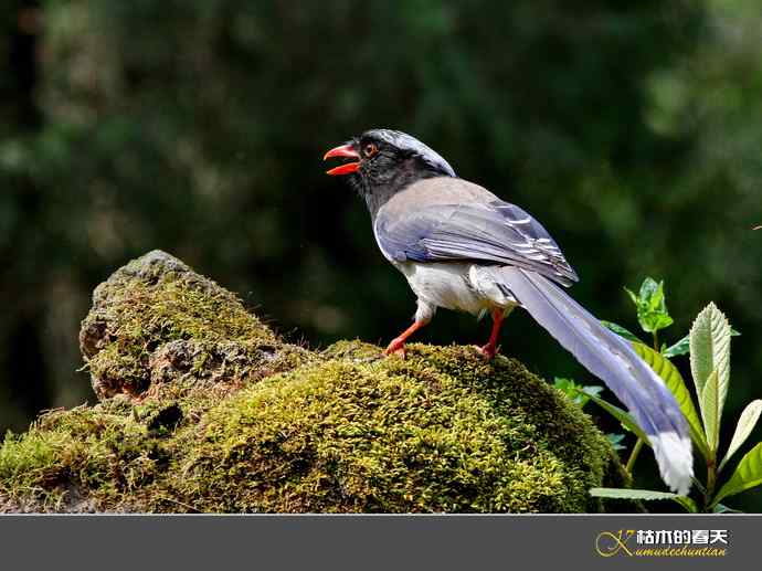 休闲拍鸟之二:红嘴蓝鹊 休闲拍鸟之二:红嘴蓝鹊