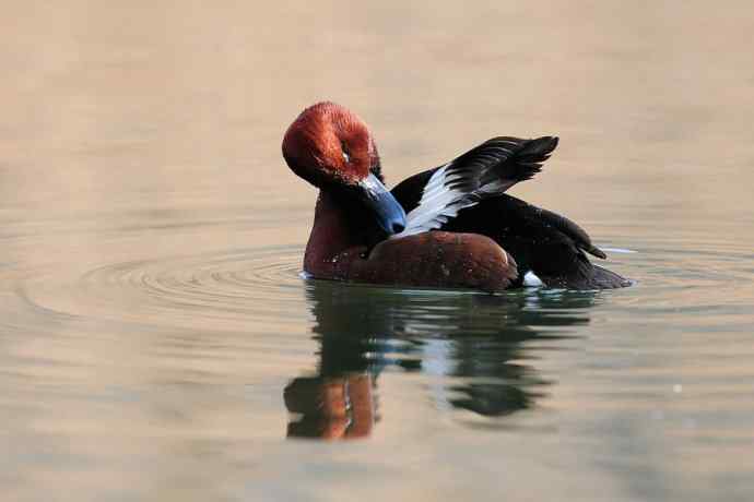 稻香湖的潜鸭☆
