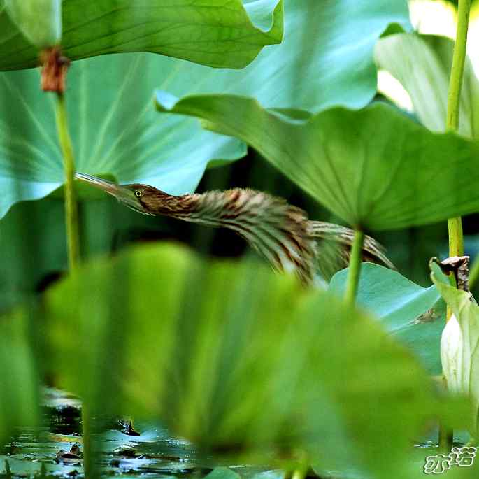 圆明园拍鸟——又见黄小鳽