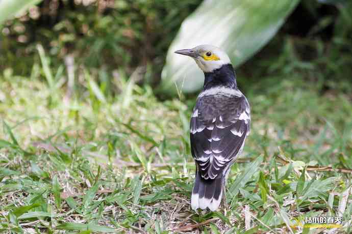厦门的鈥湶四疋濃斺敽诹扉Ｄ