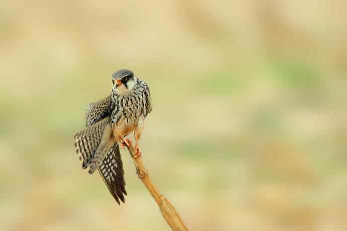 五月天鈥斺斎づ陌⒛露溃ㄈ