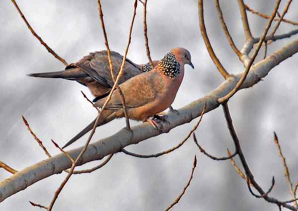 家乡的鸟（4），珠颈斑鸠（组图）
