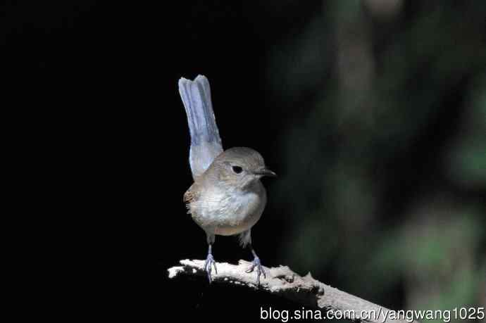 秋天的红喉姬鹟(3) 秋天的红喉姬鹟(3)