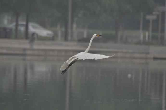 奥林匹克公园白鹭飞 wbr2