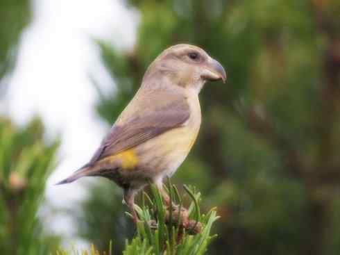 猎奇：奇特的鸟喙之四