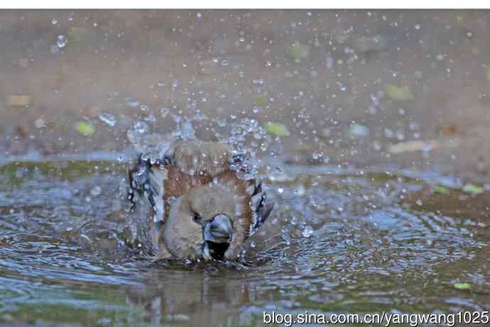 北京天坛公园的鸟类——洗浴中的锡嘴雀（2）
