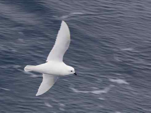 奇特的盔：雪海燕