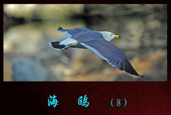 海鸥(8) 海鸥(8)