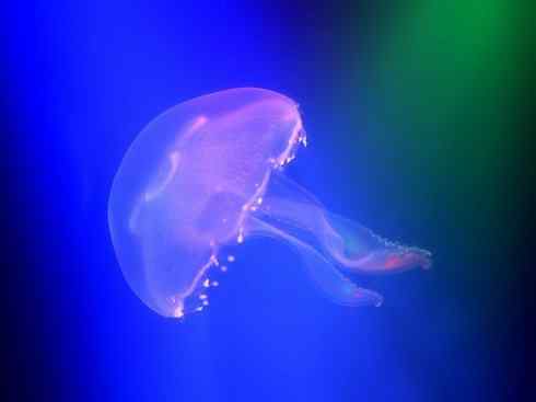 自然奇观：动物大迁徙(水母）