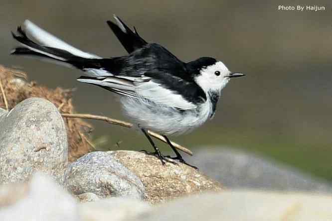 鸟为悦己者容(白鹡鸰梳洗版)