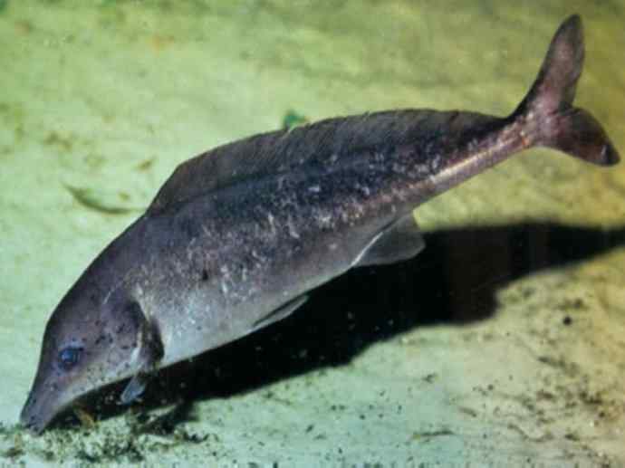 鱼类活化石：裸臀鱼