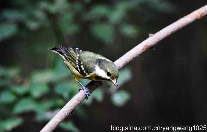 黄腹山雀（10）