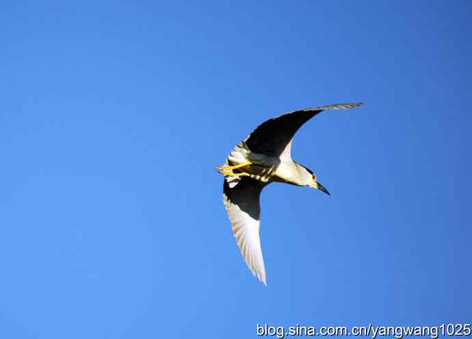 只有一只夜鹭（奥林匹克公园纪实）