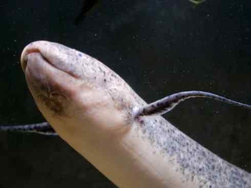 鱼类活化石：非洲肺鱼