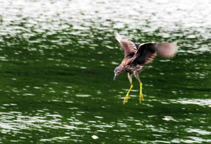北海也有夜鹭飞（记实版）