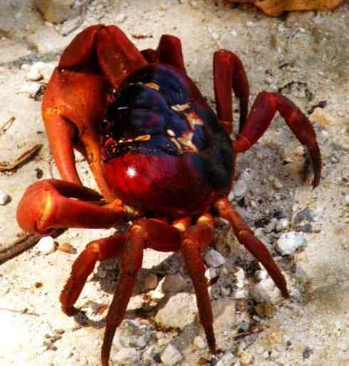 自然奇观：动物大迁徙(红蟹）