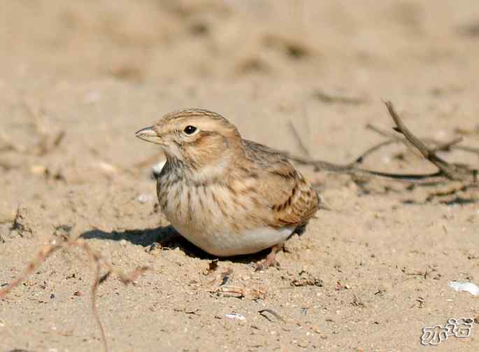 官厅水库&nbsp;wbr路&nbsp;wbr凤头百灵和短趾百灵