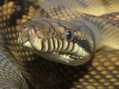 龙：传说的兽原型探秘（树蟒类）