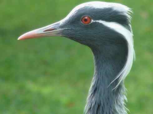 自然奇观：动物大迁徙(鹤类)