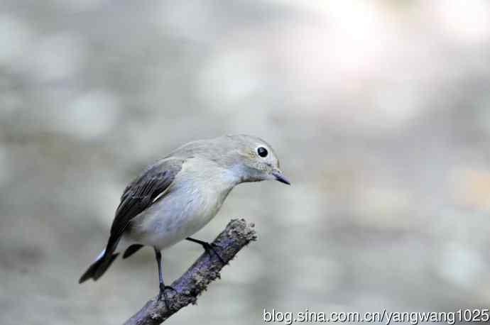 红喉姬鹟（11）