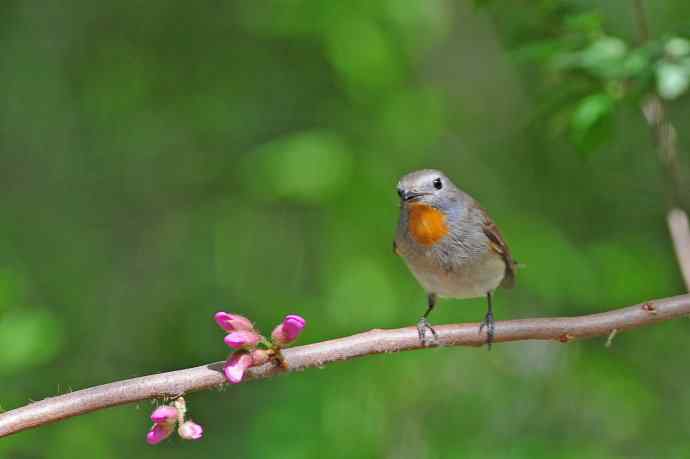雄性红喉姬鹟（6）