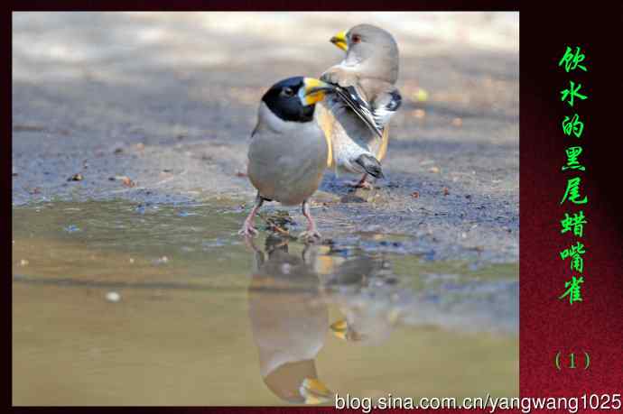 饮水的黑尾蜡嘴雀（1）