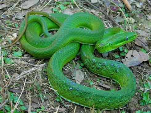 龙:传说的兽原型探秘(树蛇类) 龙:传说的兽原型探秘(树蛇类)