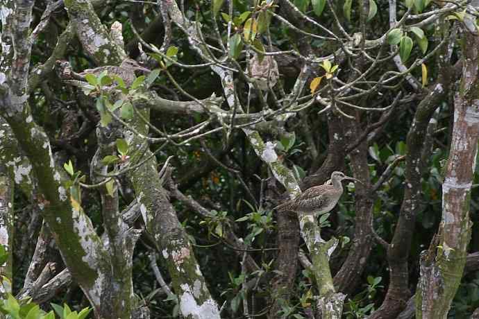 摄鸟拾趣（四） wbr中杓鹬(yu)2008.09