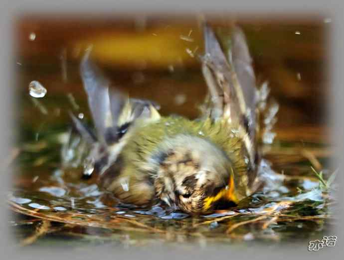 大年初三 wbr wbr戴菊洗涮 大年初三 wbr wbr戴菊洗涮