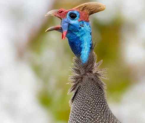 奇特的盔：盔珠鸡