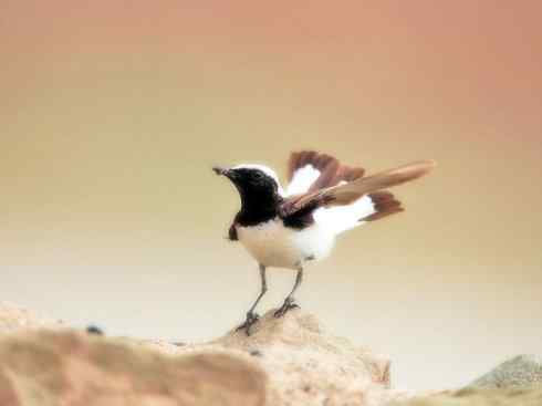 白头鸟系列：另类的美丽6