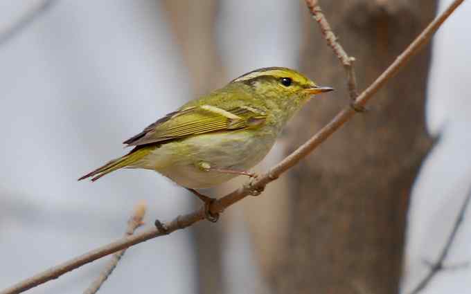 可爱好动的黄腰柳莺（组图）