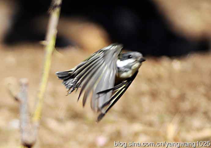 自然和谐的日坛公园（黄腹山雀）