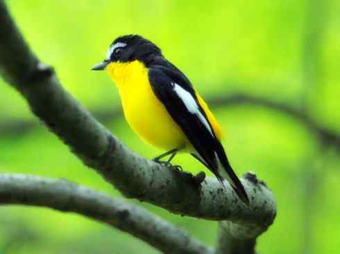 美丽无罪：雀鸟之姬鹟