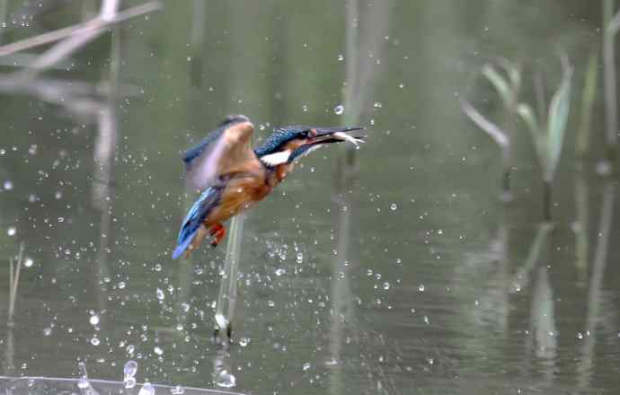 220.可爱小翠--飞姿图