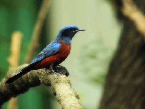 美丽无罪：雀鸟之矶鸫