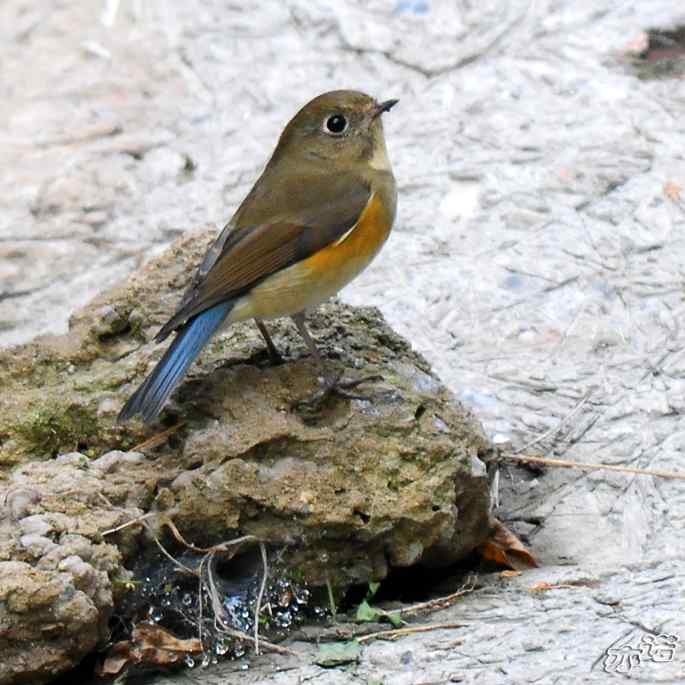 河北乐亭&nbsp;wbr路&nbsp;wbr红胁蓝尾鸲