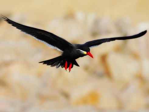 自然奇观：动物大迁徙(燕鸥类)