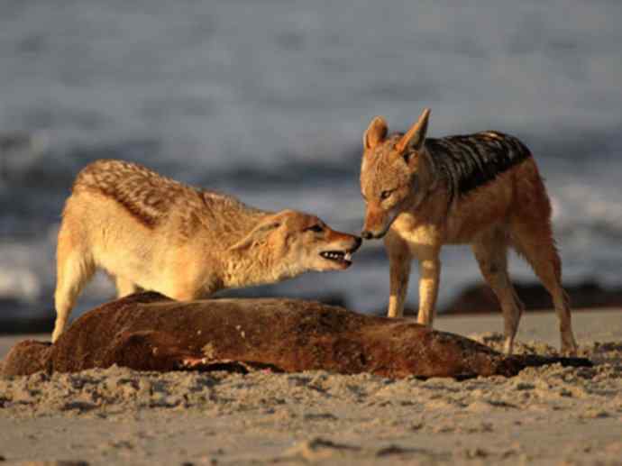 犬科:犬亚科犬属之金豺、黑背豺(胡狼类) 犬科:犬亚科犬属之金豺、黑背豺(胡狼类)