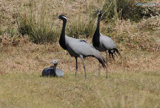 达里诺尔湖的蓑羽鹤