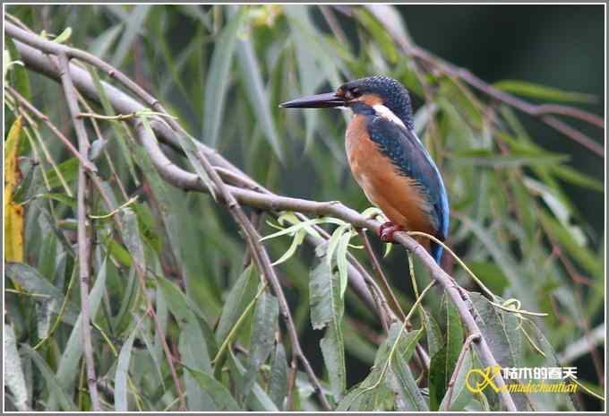 夏天的鈥湸裟疋潯菊掌 夏天的鈥湸裟疋潯菊掌