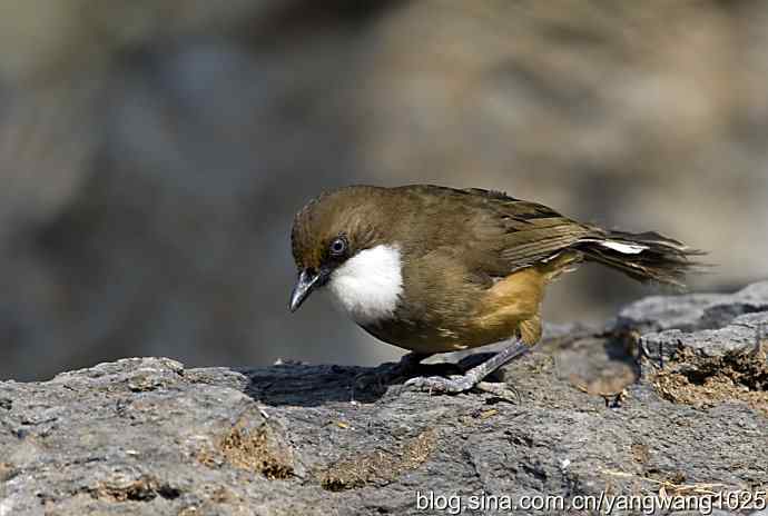 北京又现新品种(白喉噪鹛) wbr3 北京又现新品种(白喉噪鹛) wbr3