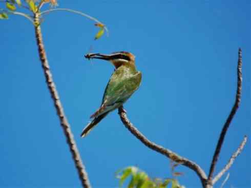 绝色攀禽:佛法僧目之蜂虎 绝色攀禽:佛法僧目之蜂虎