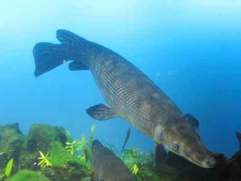 鱼类活化石：鳄雀鳝