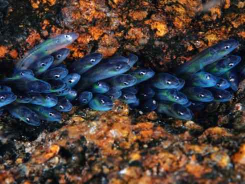 自然奇观：动物大迁徙(鳗鱼)