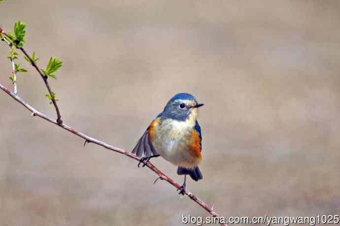 雄性红胁蓝尾鸲（25）